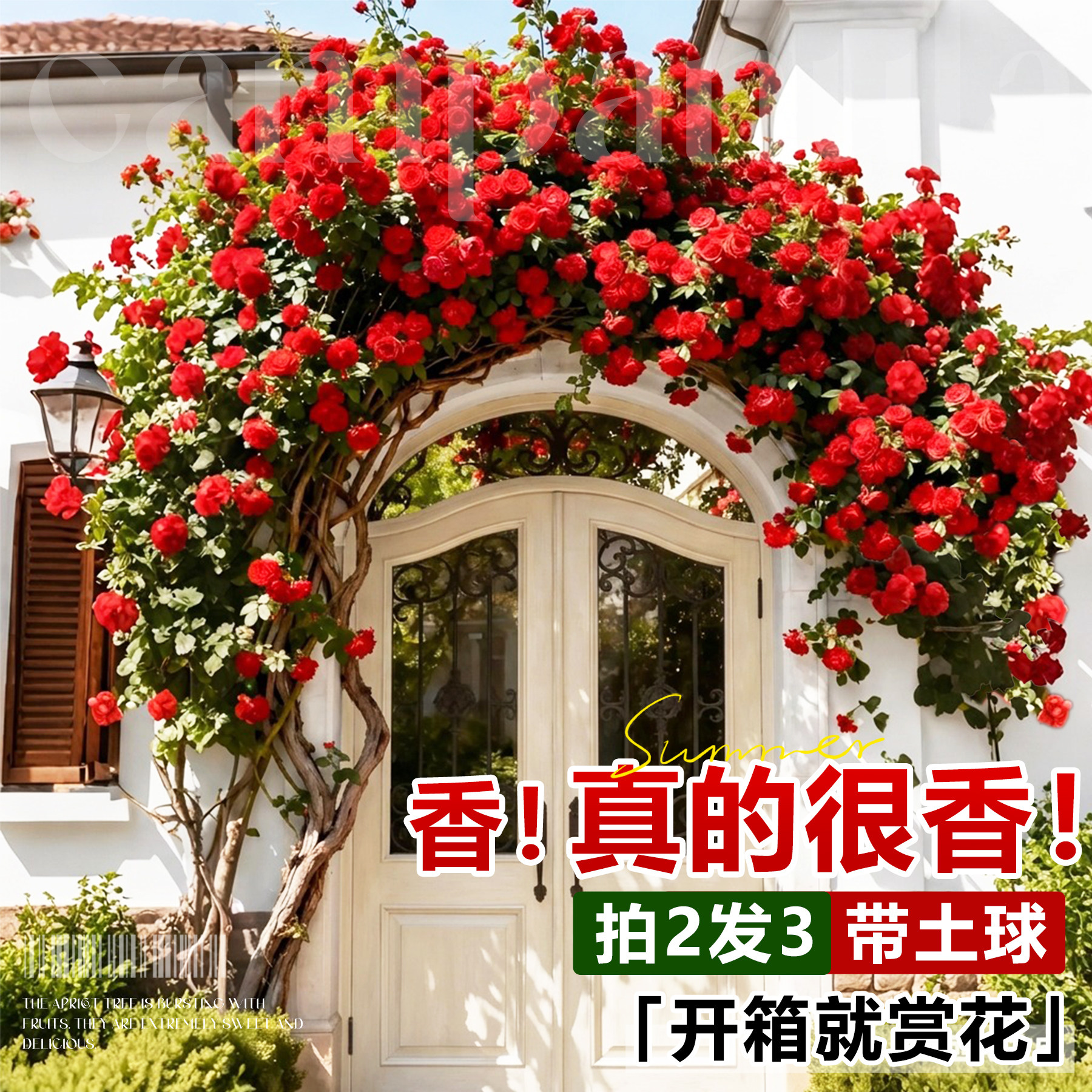 四季红木香爬藤植物开花无刺大苗花树苗重瓣黄木香老桩爬墙蔷薇花