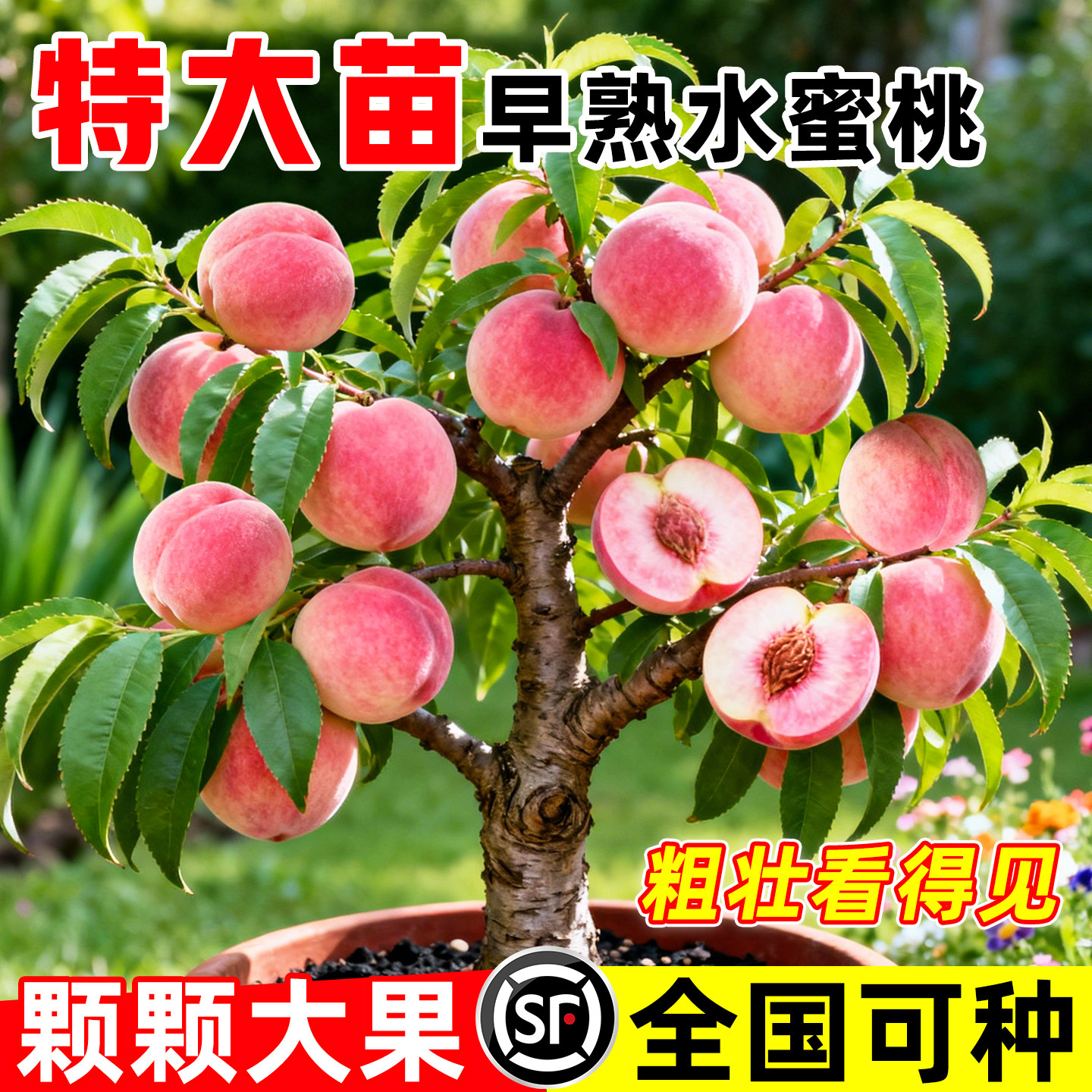 早熟高产水蜜桃树苗盆栽特大桃树果苗南北方种植四季带土当年结果