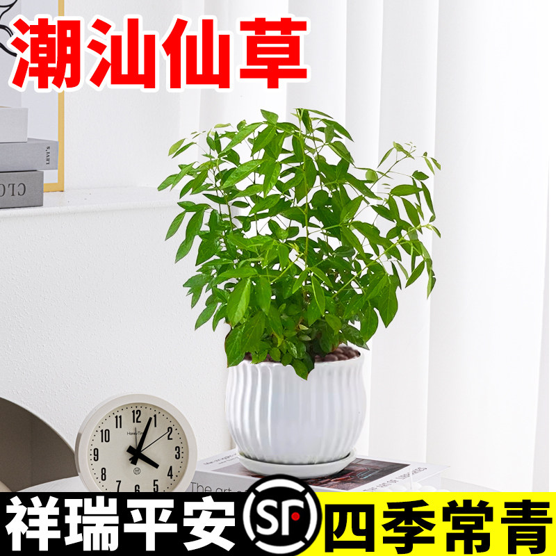 潮汕仙草盆栽红花大苗老桩办公室盆景绿植客厅室内外旺宅四季好养