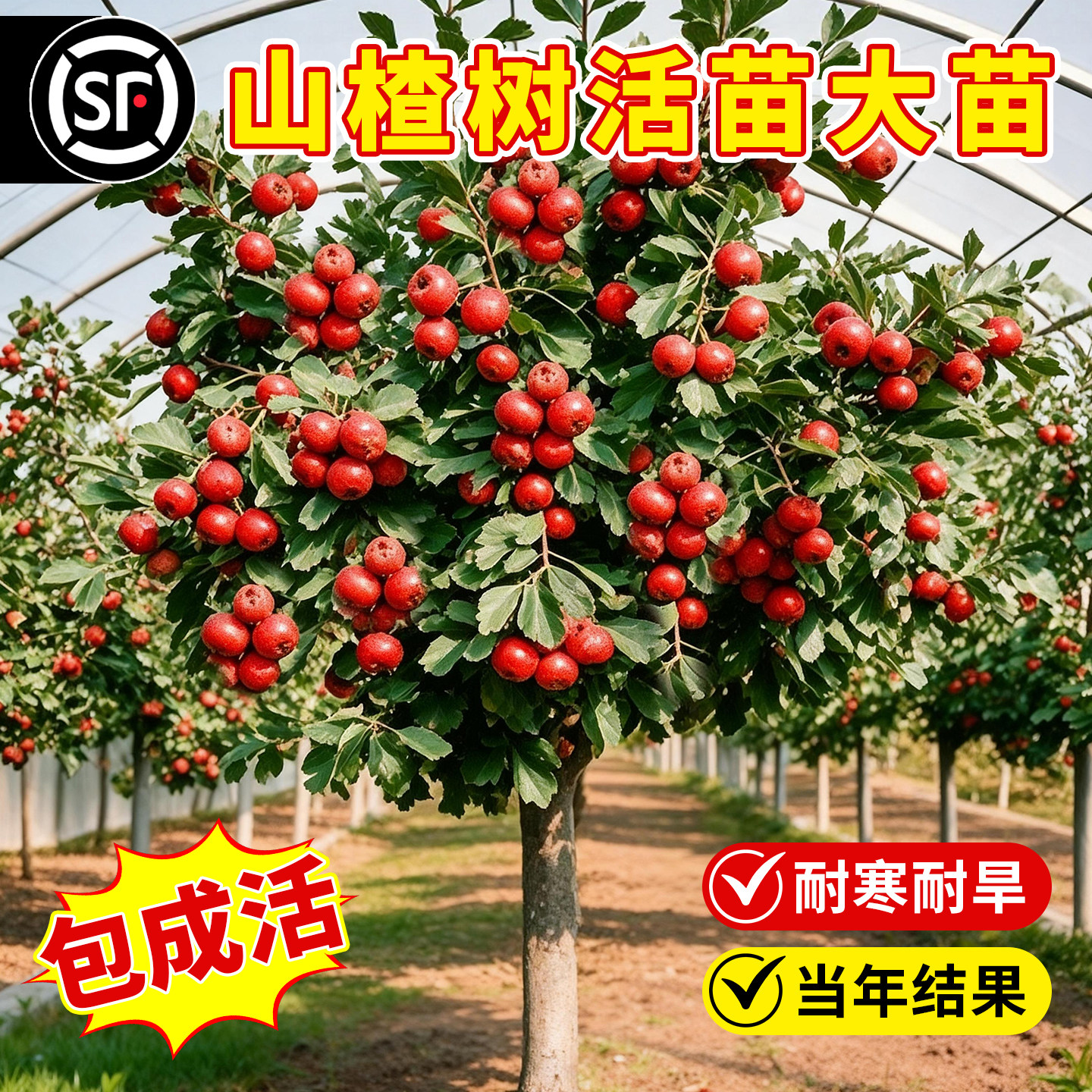 山楂树活苗北方正宗特大果树苗耐寒耐旱庭院地栽阳台盆栽当年结果