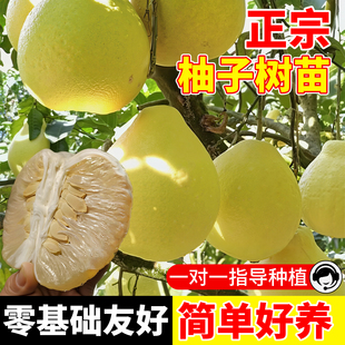 沙田柚子树苗嫁接特大庭院果苗红心蜜柚浓香桂柚新手种植带泥带叶