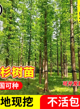 水杉树苗落羽杉速生乔木庭院四季常青南北可种行道树绿化植物大树