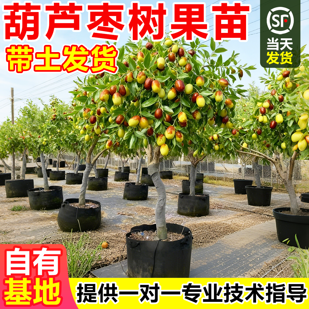 葫芦枣树活苗带土正宗特大葫芦枣树苗嫁接苗庭院盆地栽超甜大果苗