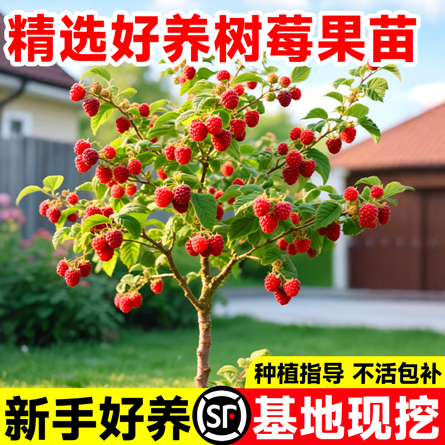 树莓苗双季覆盆子南北种植无刺耐寒四季结果阳台盆栽地栽庭院果树