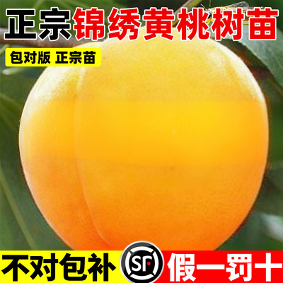 黄桃树苗桃树果苗嫁接苗当年结果