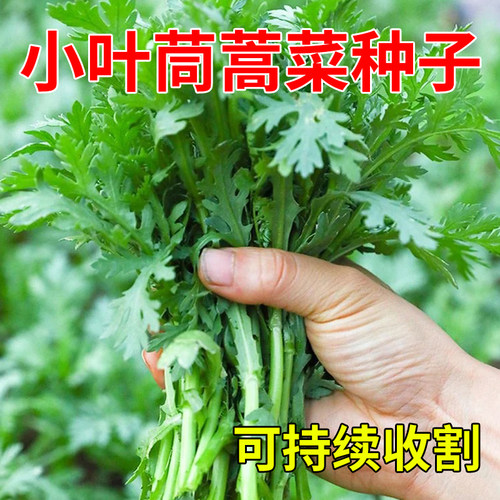 茼蒿菜种籽中叶大小叶皇帝菜