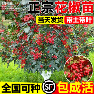 花椒苗树正宗大红袍四川汉源麻椒大苗当年结果九叶青果树庭院种植