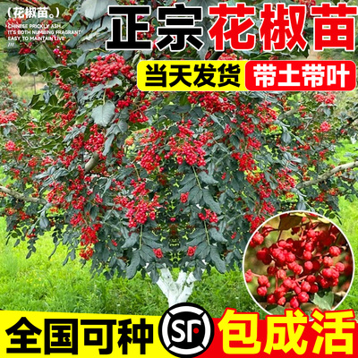 正宗大红袍花椒庭院地栽当年结果