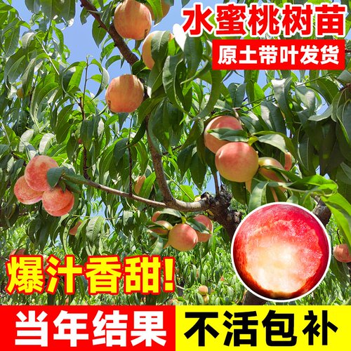 当年爆果 高产抗病 全国可种