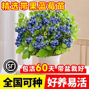 蓝莓树果苗特大号带果发货花香f6L25花香蓝莓南北方种植四季 果树