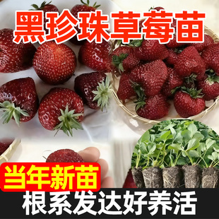 黑珍珠草莓苗真红美玲玄玉黑草莓苗秧盆栽地栽带土脱毒草莓苗好养