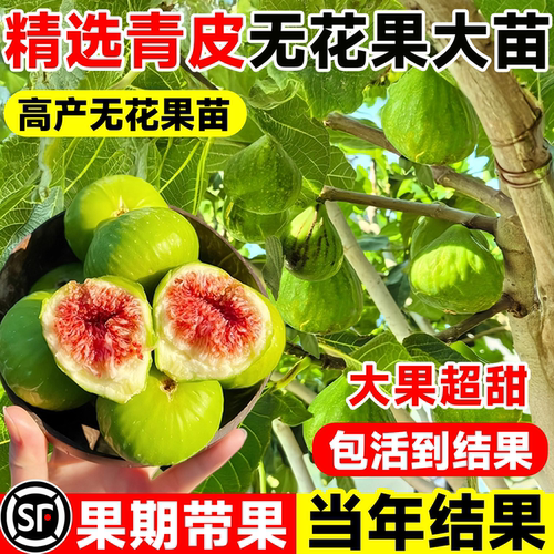 无花果树果苗特大矮化盆栽包对版