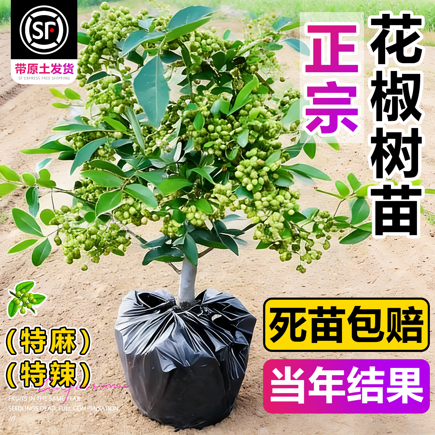 正宗九叶青花椒苗树当年结果四川汉源藤椒室外种植无刺绿麻椒大苗