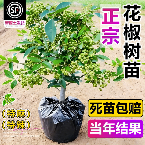 正宗九叶青花椒苗树四川汉源藤椒
