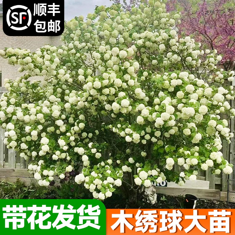 进口欧洲木绣球花苗盆栽中华木绣球玫瑰树苗老桩阳台庭院植物斗球