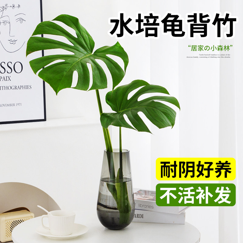龟背竹水培植物室内客厅好养绿植图片