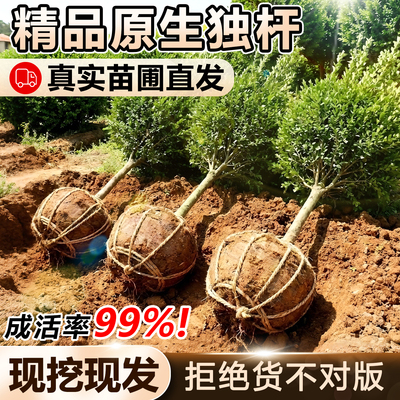 独杆黄杨树苗耐寒四季常青易成活