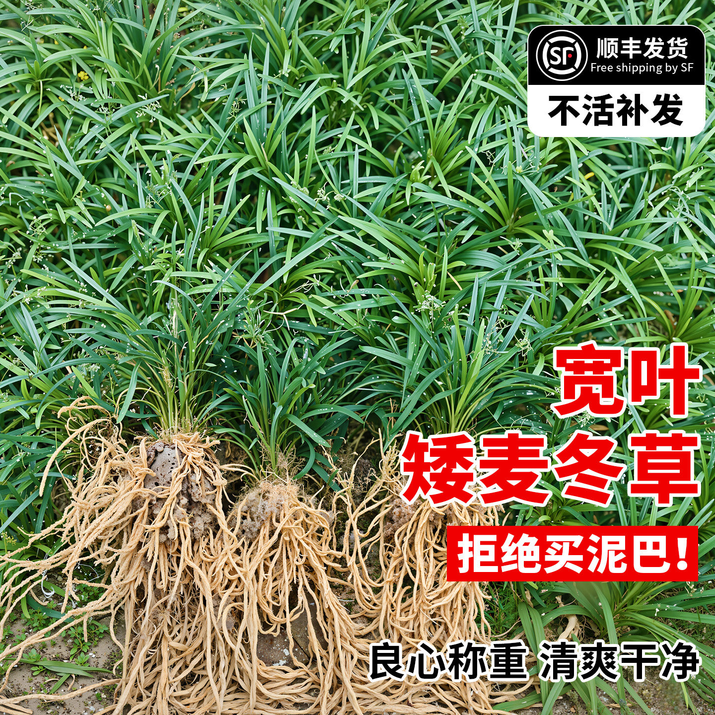 矮麦冬草苗日本玉龙草绿化植物苗图片