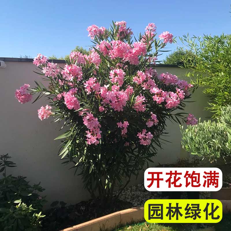 庭院花卉夹竹桃植物树苗室外