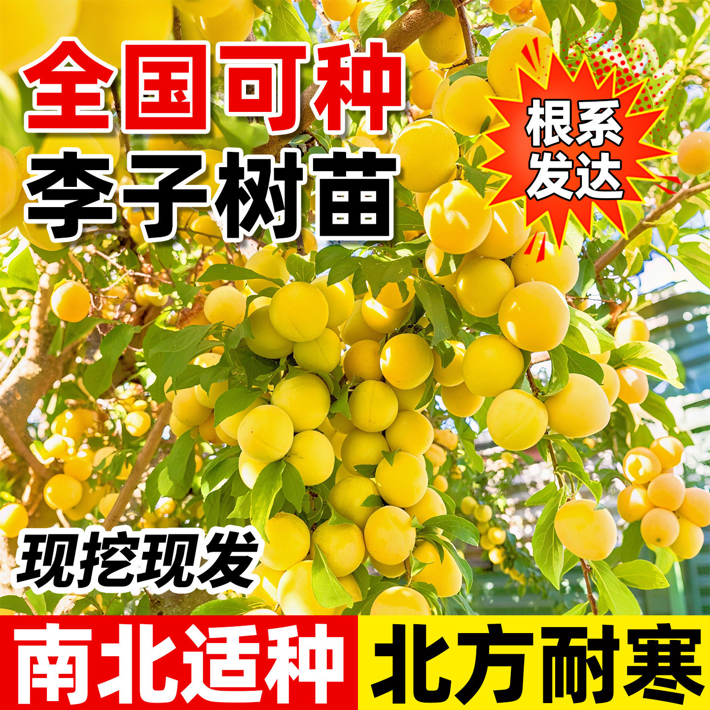 蜂糖李子树苗特大阳台正宗嫁接南北种植特大耐寒果树果苗当年结果,鲜花速递/花卉仿真/绿植园艺,果树,淘宝优惠券,粉丝福利购,淘宝优惠卷