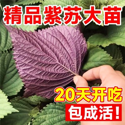 可食用紫苏苗室内外庭院四季种植