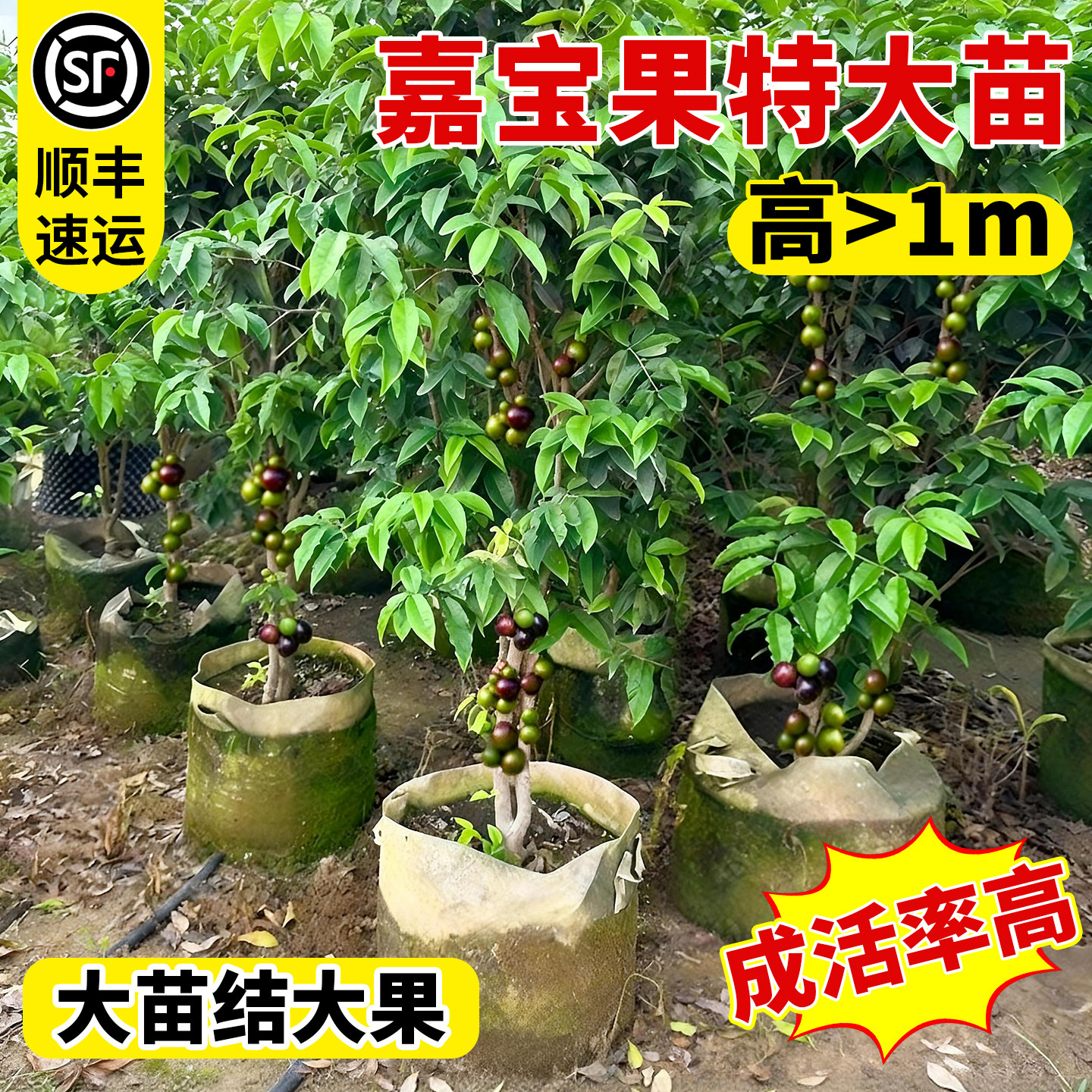 嘉宝果苗树四季艾斯卡树葡萄红妃鲜果树特大苗场南北种植当年结果 - 实物图