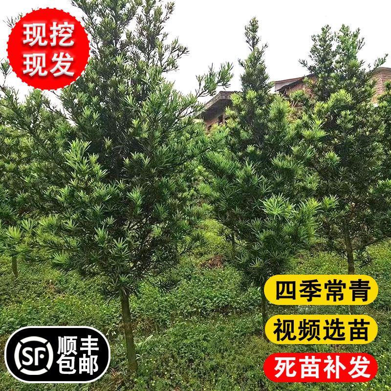 罗汉松树苗四季常青罗汉松可做盆景树桩庭院阳台植物花卉盆栽绿植