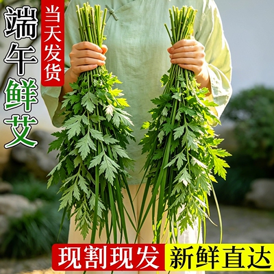 端午节艾草花束新鲜艾叶草手工
