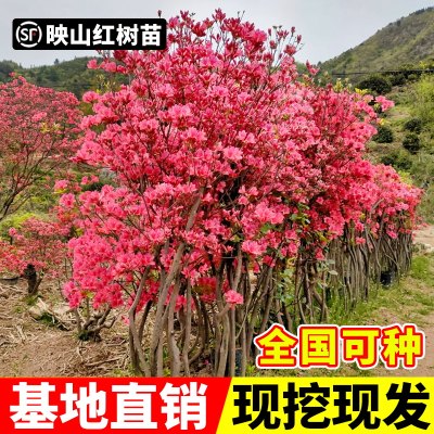 映山红树苗老桩南方北方种植花树