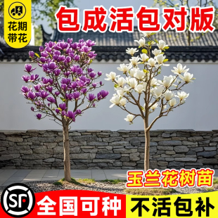 紫玉兰花树苗带花苞室外庭院别墅盆栽地栽植物四季耐寒好养风景树