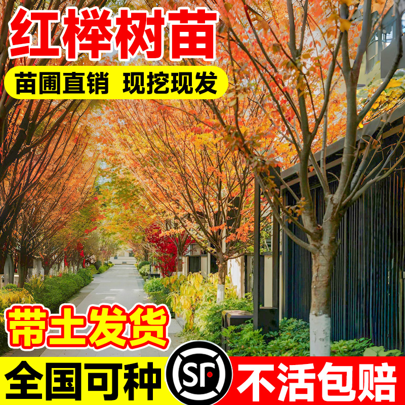 红榉树苗血别墅庭院行道大