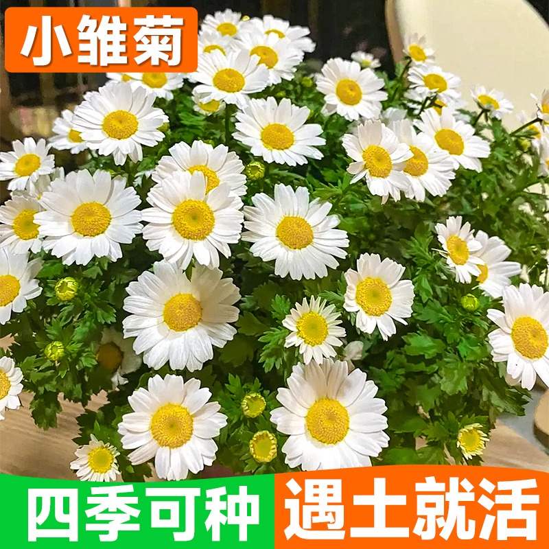 小雏菊花种籽子洋甘菊花卉植物盆栽太阳花种孑野花苗花种四季开花