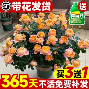 开花卉盆栽特大室内爬藤本植物 果汁阳台月季 红玫瑰棒棒糖花苗四季