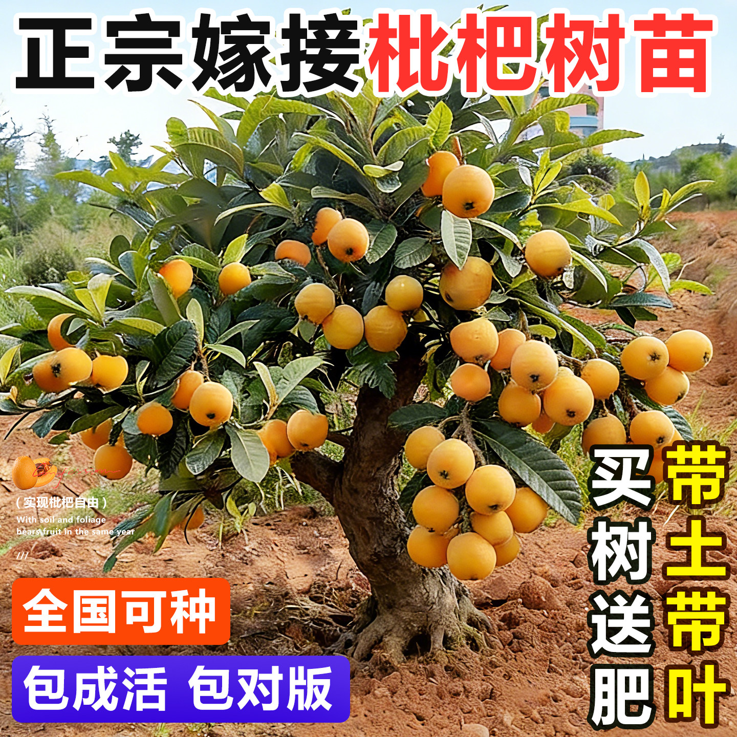 大五星枇杷苗树无核砂糖果苗大果南北方种植嫁接盆地栽琵琶果树苗