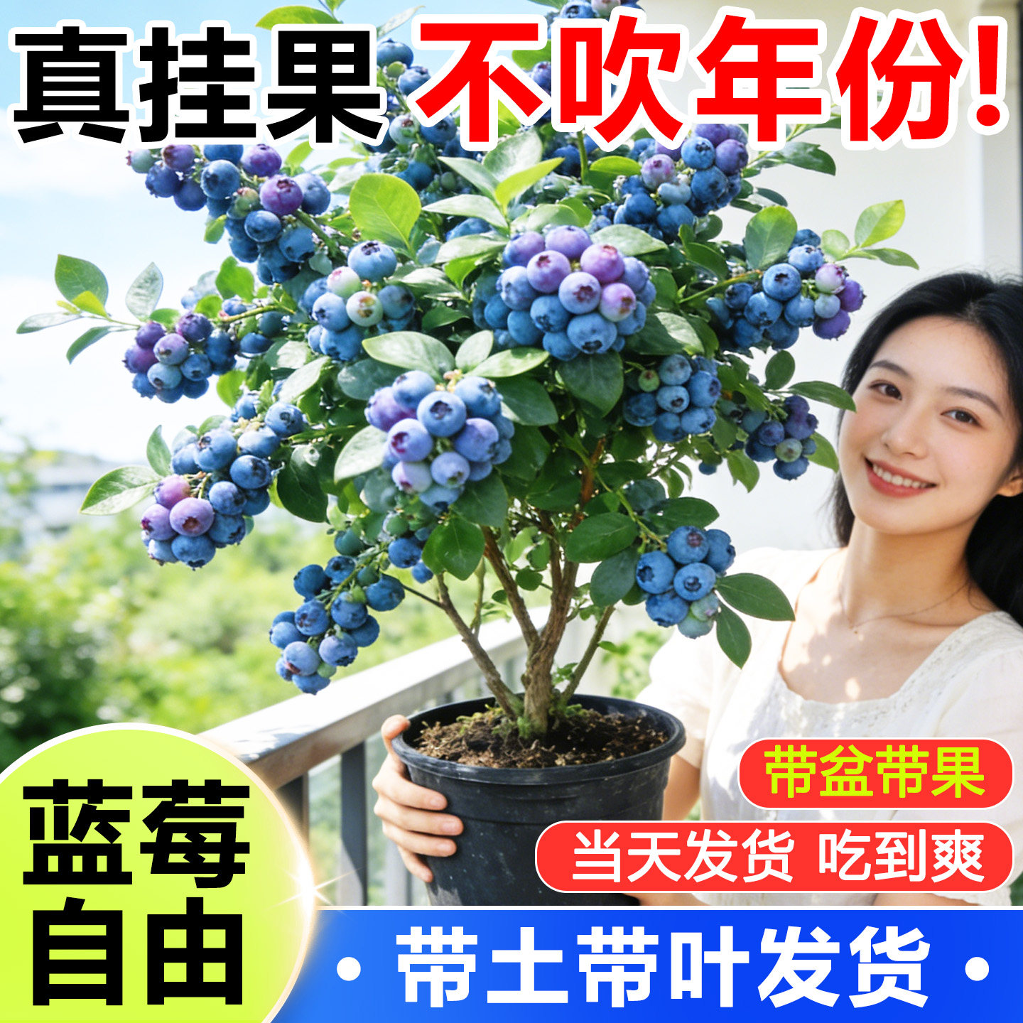 带果蓝莓树果苗花香蓝梅四季结果
