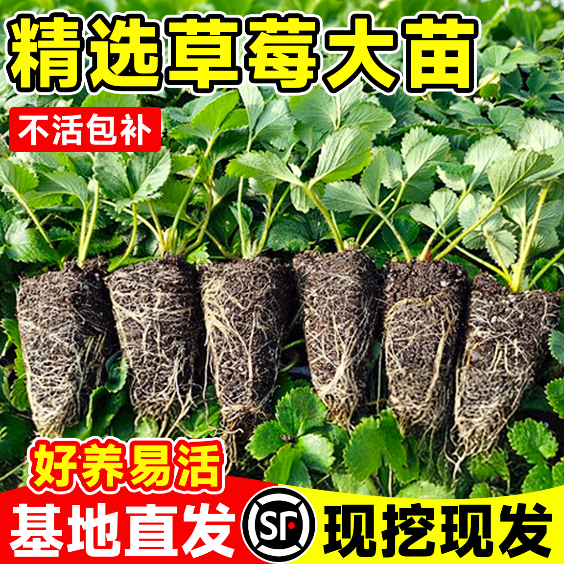 草莓苗阳台盆栽四季结果南北种植