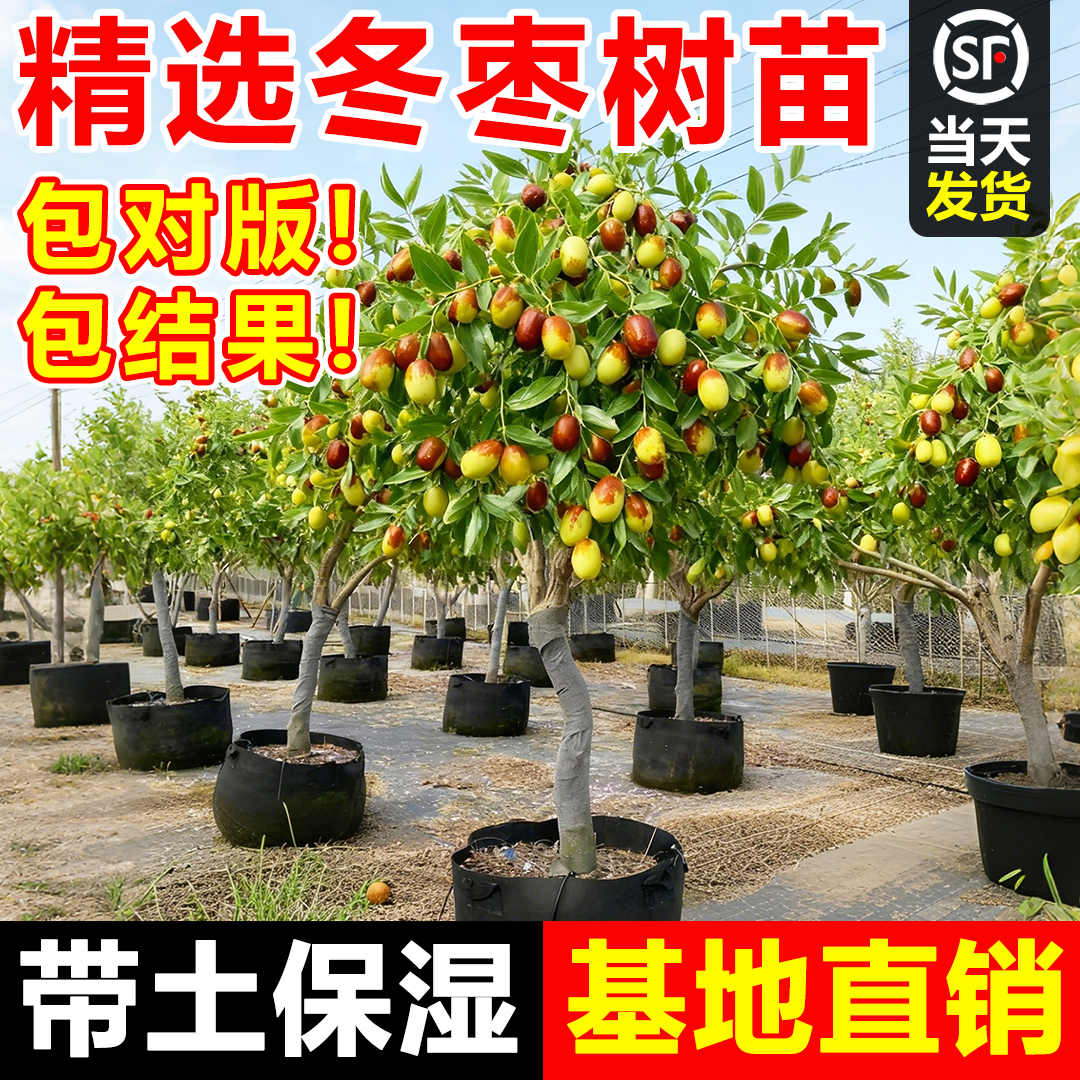 正宗沾化冬枣活树苗基地直销耐寒