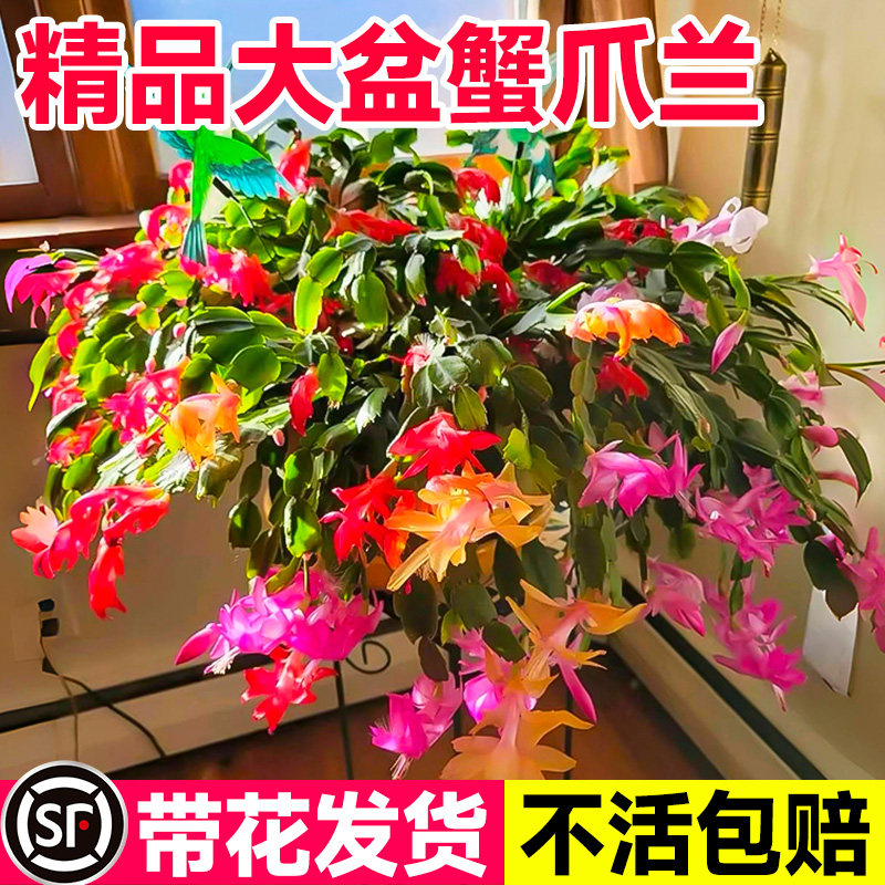 蟹爪兰盆栽带花苞花卉绿植嫁接重瓣蟹爪莲新品种大苗四季开花植物