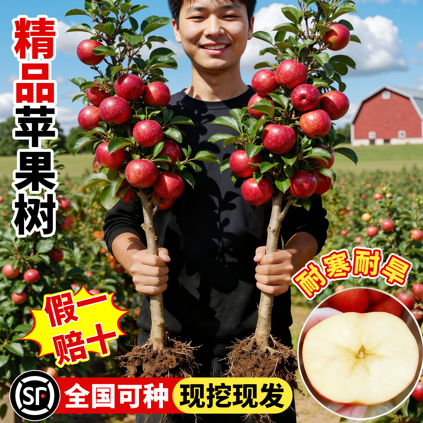 苹果树苗南北种植耐寒当年结果图片