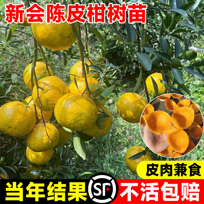正宗新会柑树苗陈皮柑小青柑桔大红柑砂糖橘沃柑茶枝柑大果树果苗
