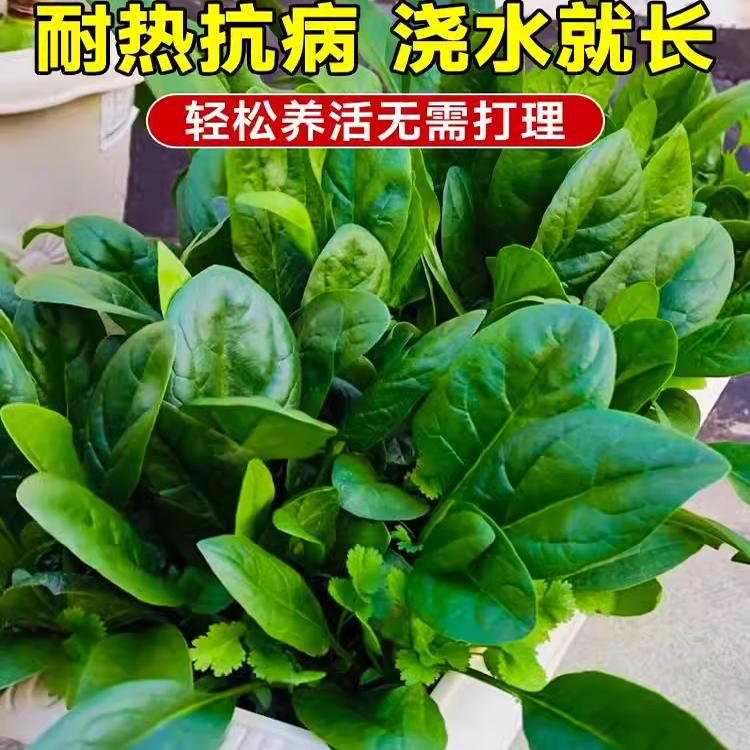 超耐热夏季菠菜种子夏天原生态
