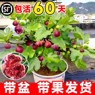 无花果树果苗盆栽特大格莱斯无花果树苗矮化庭院四季种植当年结果