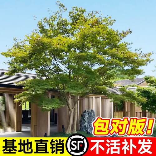 小叶鸡爪槭树苗原生苗盆栽园林庭院四季常青绿化老桩名贵观赏苗木