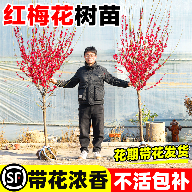 红梅花树苗耐寒庭院地栽四季花卉