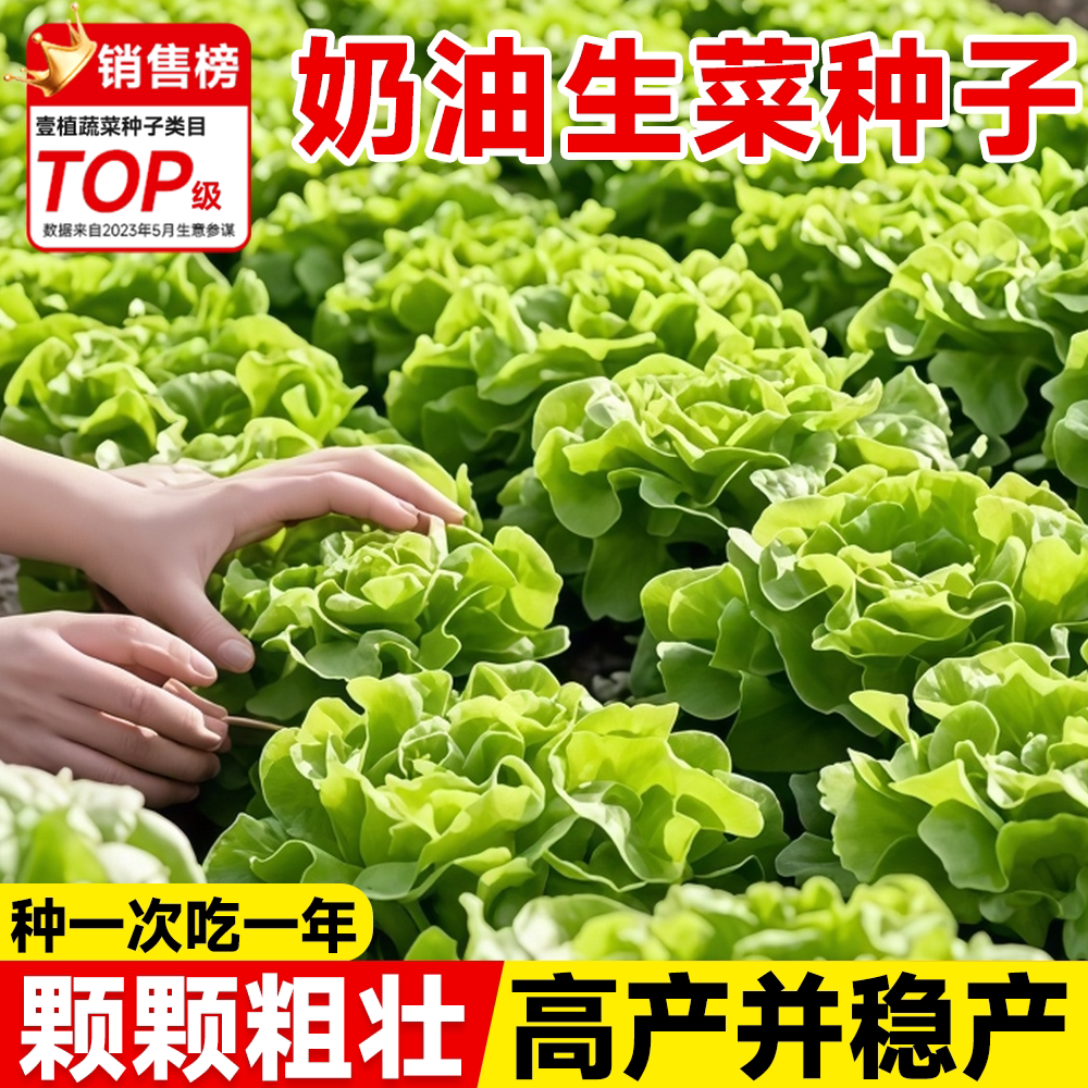 奶油生菜种子高产速生意大利罗马生菜籽种全国四季可种植发芽率高