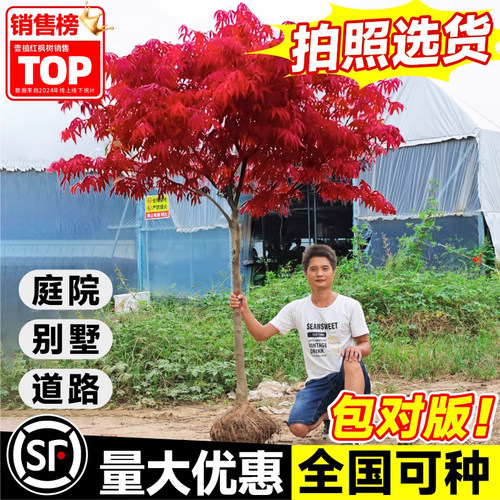 红枫树苗庭院室外别墅好养易活