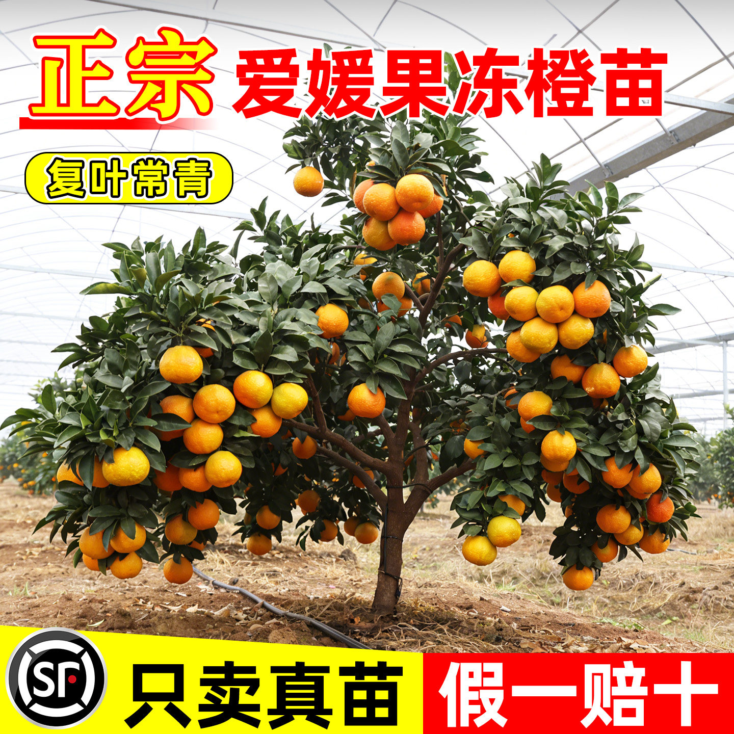 正宗爱媛果冻橙树苗当年结果图片