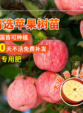 苹果树苗红富士南方种植苗矮化果树多产果苗供应水果树果园种植