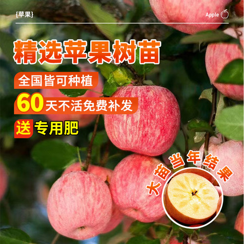 苹果树苗红富士南方种植水果苗