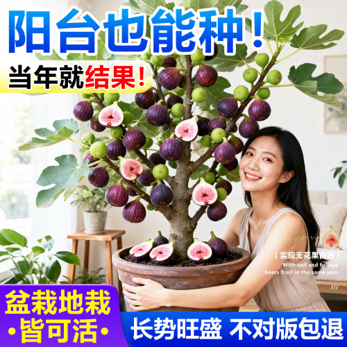 【产地优选】全网热卖果树